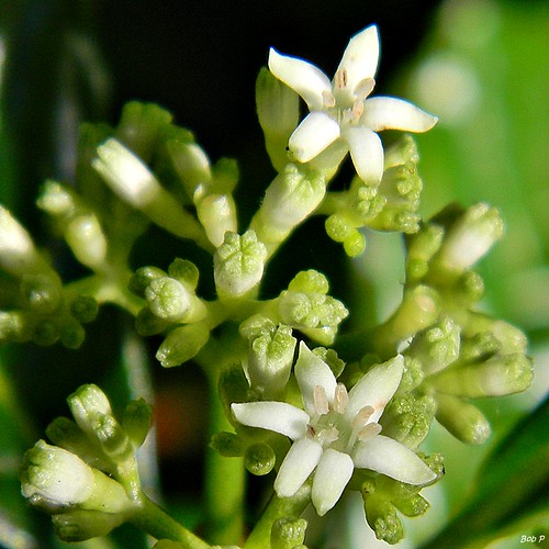 Shiny-leaved wild coffee (Psychotria nervosa)