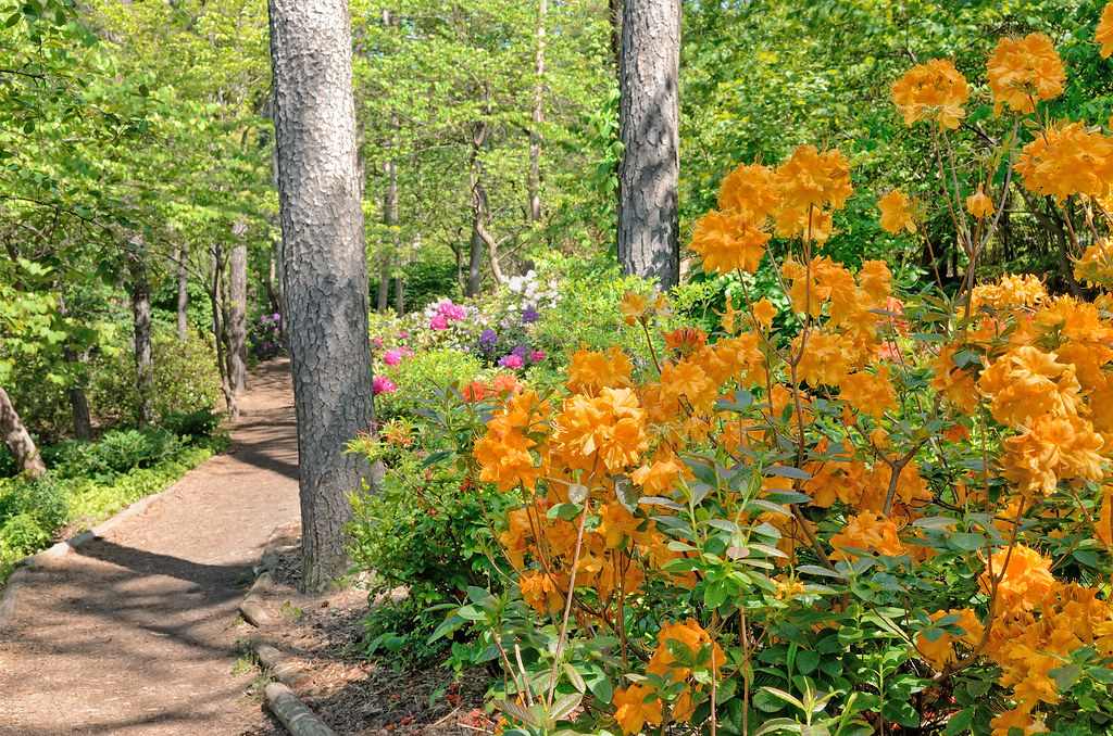 Rhododendron along the trail / 小徑旁的杜鵑花
