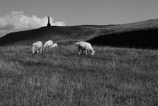 Sheep and Monument
