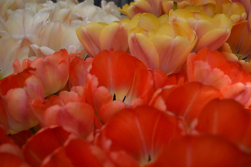 Keukenhof tulips ©  Olga