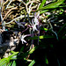 Orchids on summer vacation - Neofinetia falcata 'Shutenno'