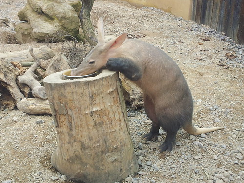 Aardvark by fairlybuoyant, on Flickr