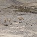 As primeiras vicuñas