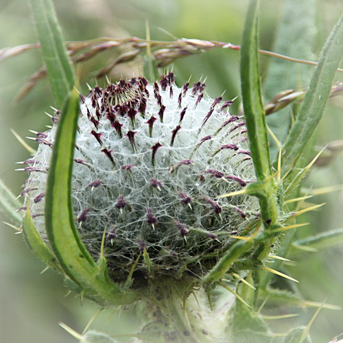 cirse laineux / Wooly thistle ©  OliBac