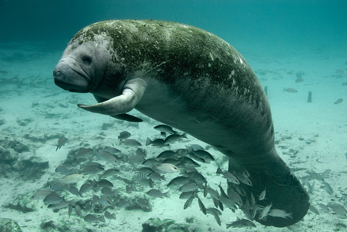 Endangered Florida manatee (Trichechus m by USFWS Headquarters, on Flickr
