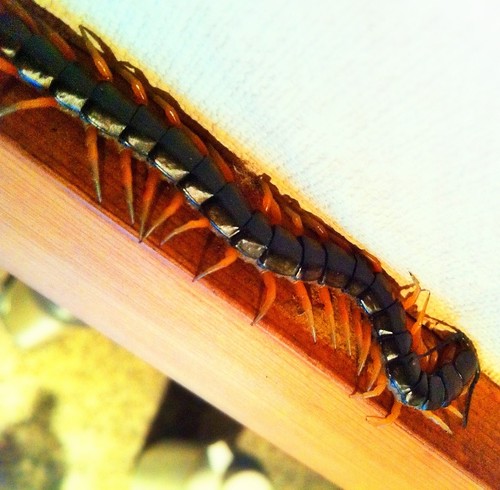 Sleeping Centipede