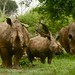 Rinocerontes em peso!