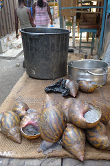 Giant snails (10b travelling) Tags: 2012 africa snail giantsnail carstentenbrink ghana westafrica kumasi kejetia market openmarket centralmarket food eating afrika afrique westafrika ouest