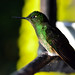 Un bellissimo colibrì in Acaime