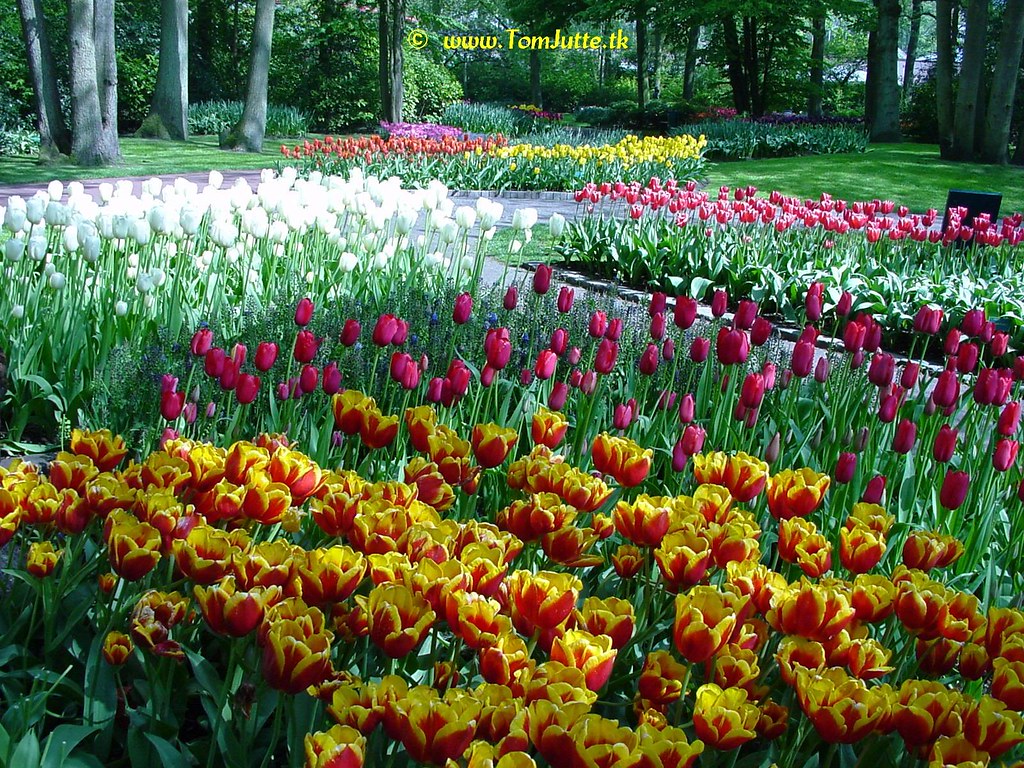 Dutch Tulips, Keukenhof Gardens, Netherlands -...
