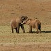 Dois elefantes enamorados