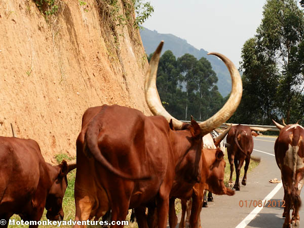 Cows of Uganda