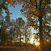 Autumn Sunrise Through Trees