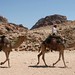 Os camelos pernudos