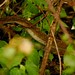 Black Mamba, a cobra mais venenosa da Africa