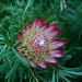 Protea-flor simbolo da Africa do Sul (Foto Leones)