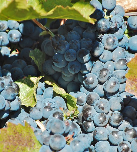 Syrah grapes at Il Gioiello Winery, Big Crush