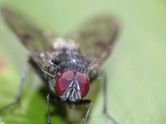 Housefly - Mosca común