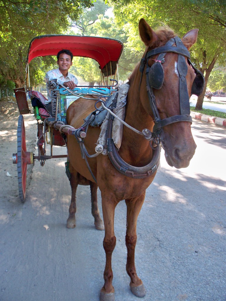 : Horse Car