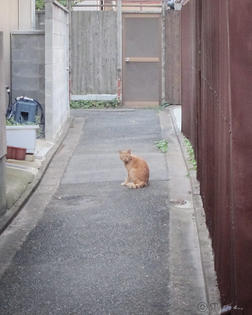 Today's Cat@2012-10-20