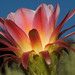 "First Light," Tucson Botanical Gardens
