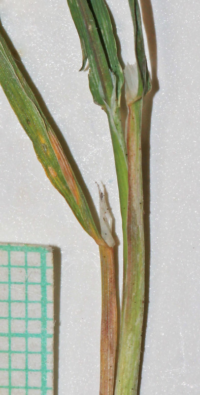 to withdraw Describe sofa Agrostis stolonifera (cappellini comuni) | Piante magiche