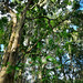 I bei alberi all'interno del parco El Gallineral