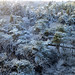 Winter in Holland, Snow view from my apartment, Zeist - iPad 298
