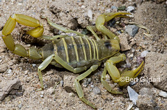scorpions (1 of 1)