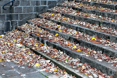 les feuilles mortes ©  OliBac