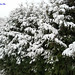 Winter in Holland, Snow Bronsbergen, Zutphen - 0947