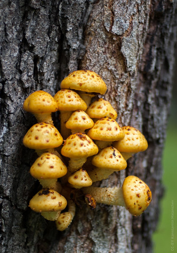 Mushrooms ©  Konstantin Malanchev