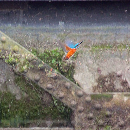 Martin volant / flying kingfisher ©  OliBac