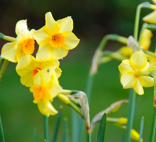 You Get More Than Your Words' Worth With a Host of Golden Daffodils!