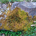 intermingling of Cypress-leaved Plait-Moss Hypnum cupressiforme and Juniper Haircap Moss Polytrichum juniperinum