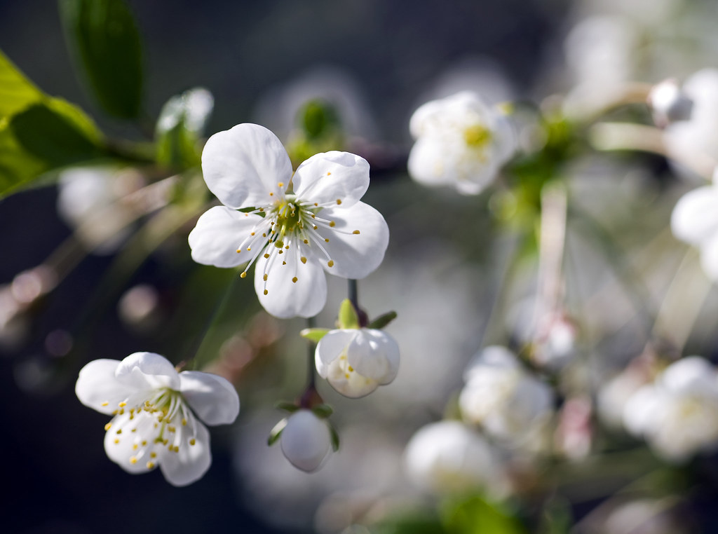:   (Blooming cherry)