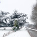 Winter in Holland, Snow covered trees, Zutphen - 0952