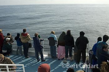 whale watchers silent with anticipation