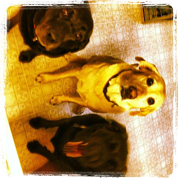 Isnt it great coming home to happy dogs? #labs #petsupplies Who all have one thing on their minds? #food