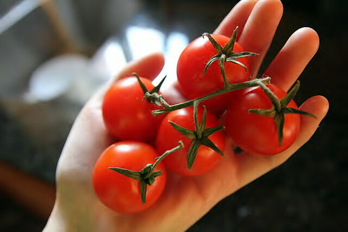 organic-tomatoes-JessSanson