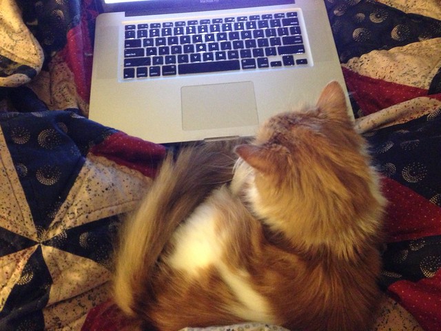 My early-morning editorial assistant, hard at work.