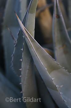 Agave presents a thorny side
