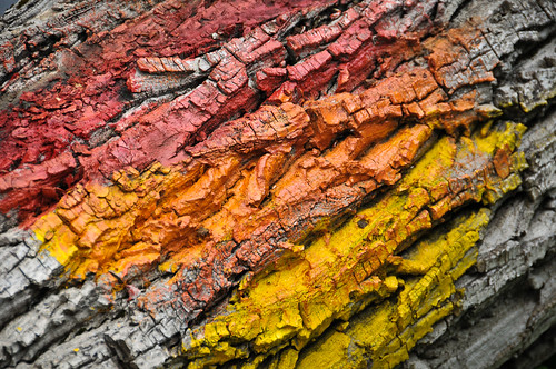 Colored Tree Trunk
