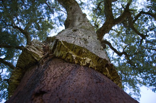 Cork tree ©  Still ePsiLoN