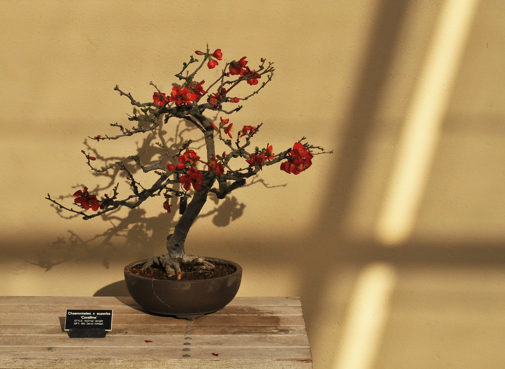 Dramatic Quince Bonsai by HorsePunchKid, on Flickr