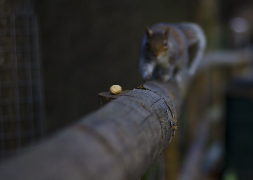 Going nuts ©  Still ePsiLoN