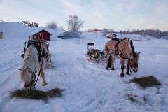 Norwegian Fjord Horses on the Ice