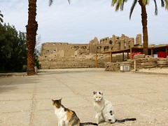 gatito Karnak • <a style="font-size:0.8em;" href="http://www.flickr.com/photos/92957341@N07/8593409665/" target="_blank">View on Flickr</a>