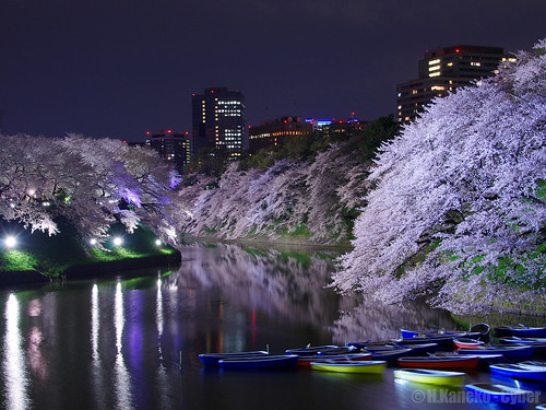 千鳥ヶ淵の夜桜 (Night Cherry Blossoms at Chidorigafuchi)