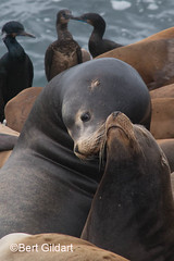 Seals (2 of 35)